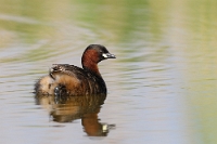 04 Tachybaptus ruficollis (tuffetto)